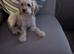 Male cockapoo