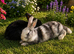 Two female bunnies