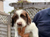 English Springer Spaniel