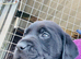 Black Labrador puppies