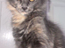 stunning XL full Maine coon kittens