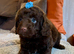 Stunning Curly Toy Cavapoo's from health tested parents