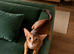 Abyssinian Sorrel kiteen Girl