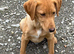 Beautiful 6 month old male part trained male a brilliant pet or continued work