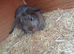 Lovley bunnies