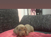 Beautifull mini dachshund