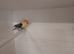 5 mutation Fischer's lovebirds