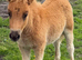 Standard Chestnut Colt