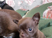 Tiny chihuahua boys