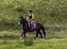 14.2/3H - 4Yo - Irish - Bay - Gelding
