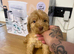 Cockapoo puppies available