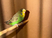 Budgie for sale