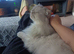 Stunning Chinchilla Persian Male