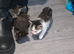9 kittens