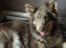 KC Health tested parents, long coat puppies available June