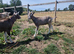 Toggenburg billy