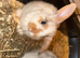 Baby rabbit