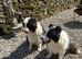 Border collies brothers long hair black / white