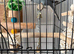 5 Budgies 2 men&rsquo;s 3 females breeding pairs with cage