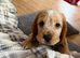 Last 2 KC Registered Cocker Spaniels