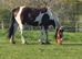 5 year old CHAPS registered tb x wb mare