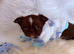 Tiny Chocolate boy