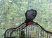 African grey parrot