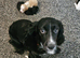 Cocker Spaniel Cross Sprollie Puppies