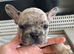 3 frenchie pups