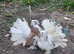 Indian Fantails Breeding pair
