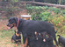 Pedigree Rottweiler puppies