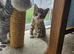Lovely kittens