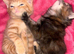 2 gorgeous half british blue kittens