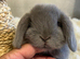 Stunning Lilac/Lilac Split Mini Lop Babies Looking For Loving Homes