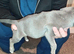 Last Blue Staffordshire pup