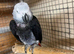 African grey