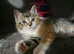 2 female kittens