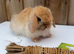 Mini lop boy last one