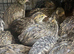 Chinese painted quails