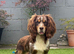 Working Merle Cocker Spaniel For Stud