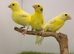 2926 canaries available