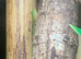 BREEDING PAIR OF GOLD DUST DAY GECKOS & BABIES