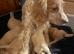 Selling puppies