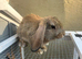 Buck mini lop baby