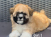 Malshi puppies with unique mix of colours