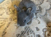 Need home as soon as possible,  beautiful mini Rex&rsquo;s