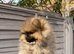 GORGEOUS TEDDY POMERANIAN