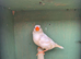 Zebra finches