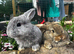 Two beautiful boys looking for a forever home