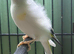 Pied Siberian Goldfinch Hen